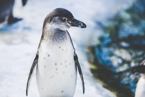 pinguin 4.0 in Aktion