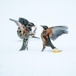 Die SEO-Konkurrenzanalyse